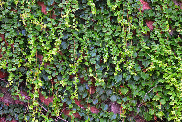 毛毡布式植物墙（法式植物墙）的主要问题