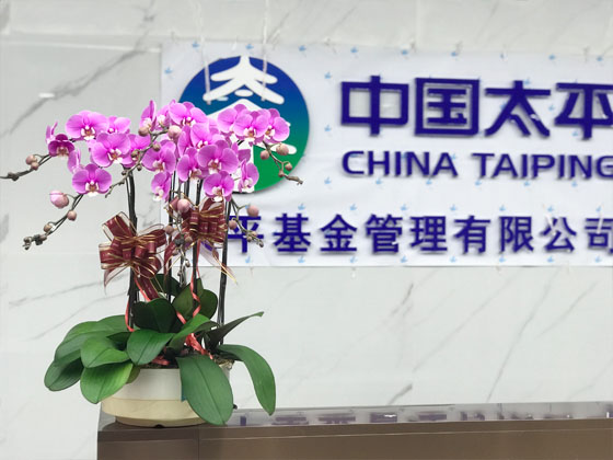 太平基金上海办公室绿植租赁与养护