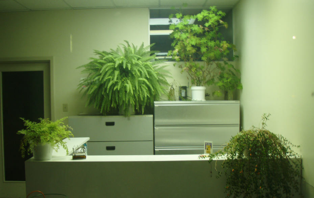 绿植租赁公司的哪些植物摆件适合春季的办公室